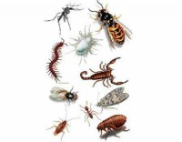 /album/tecnofumigaciones-atlixco/a8eos-17-jpg/