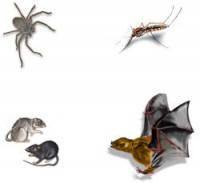 /album/tecnofumigaciones-atlixco/control-plagas-insectos-jpg/