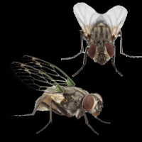 /album/tecnofumigaciones-atlixco/mosca-png/