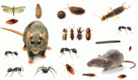 /album/tecnofumigaciones-atlixco/pests1-gif/