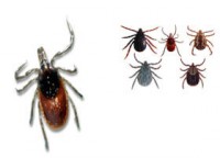 /album/tecnofumigaciones-atlixco/picadura-garrapata-garrapata-jpg/