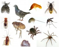 /album/tecnofumigaciones-atlixco/plgas-jpg/